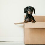 black and brown Dachshund standing in box