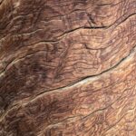 brown tree bark